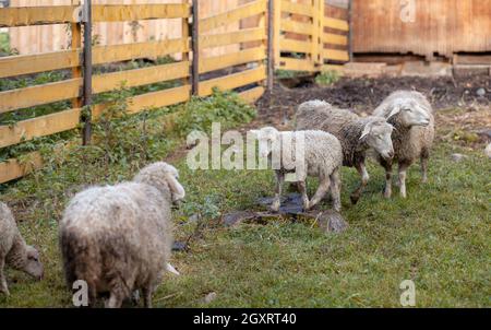 Pecora riccio bianca dietro un paddock di legno in campagna. Pecore e agnelli pascolare sull'erba verde. Allevamento di ovini. Servizio di pulizia. Foto Stock