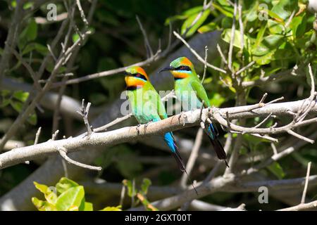 Due mangiatori di bee arcobaleno, Merops ornatus. Coffs Harbour, New South Wales, Australia Foto Stock