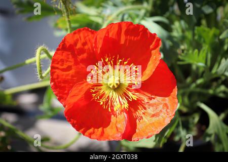 Vista dall'alto di un fiore di papaver rosso e giallo. Foto Stock