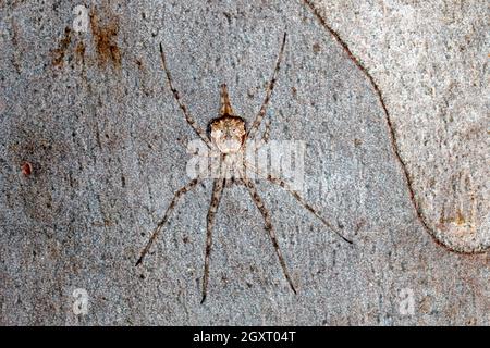 Spider a due code, Tamopsis fickerti. Coffs Harbour, New South Wales, Australia Foto Stock