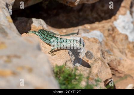 Formentera lizard, Podarcis pityusensis su una roccia Spagna. Foto Stock