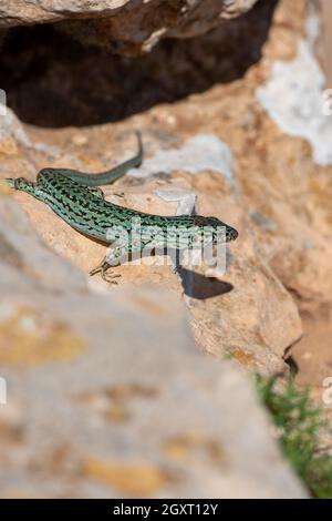 Formentera lizard, Podarcis pityusensis su una roccia Spagna. Foto Stock