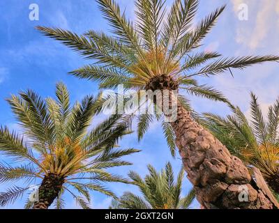 Primo piano guardando verso l'alto le grandi palme nei tropici Foto Stock