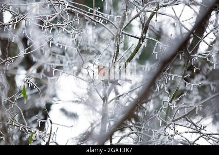 Maestoso rapina americana (Turdus migratorius) che brivido come si guarda fuori dal suo persico su un ramo di albero ghiacciato Foto Stock