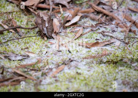 Piccole palline di ghiaccio su muschio e foglie morte a terra Foto Stock