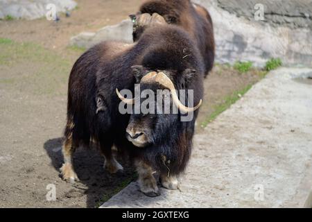 Muskoxen o Ovibos moschatus crogiolarsi al sole, il loro cappotto splendere splendidamente. Foto Stock