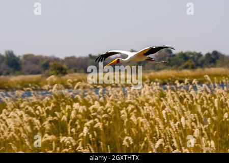 Cicogna gialla che vola sulle canne presso la palude di Okavango, la riserva di Moremi, Botswana Foto Stock