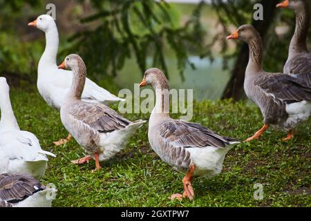 Gruppo di anatre su erba bianca, marrone e nera Foto Stock