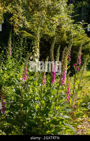 Guanti Foxguanto (Digitalis purpurea). In fiore. Raggruppati, luce solare laterale. Giardino, bordo bosco. Attraente a lungo insetti di proboscis, api, Norfolk Foto Stock