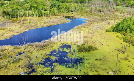 Palude accanto alla foresta verde coperta di tronchi di alberi morti e alghe verdi Foto Stock