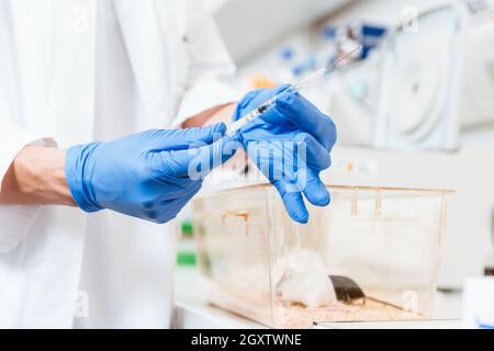 Primo piano di una giovane donna scienziata che tiene la mano e usa una siringa su ratto di laboratorio Foto Stock