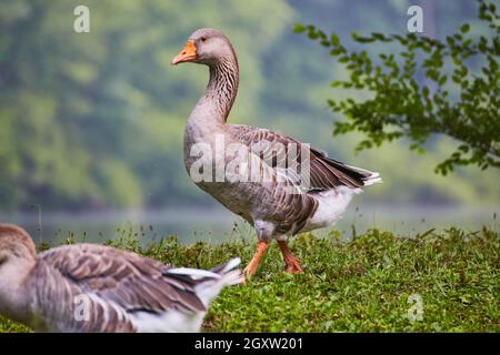 Primo piano di grande anatra con becco d'arancia accanto all'acqua su erba verde Foto Stock