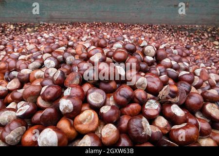 Hannover, Germania. 05 ottobre 2021. Una montagna di castagne si trova in un contenitore di raccolta. I bambini diligenti sono ancora una volta nella domanda come collettori. Dal 4 al 15 ottobre diversi punti di raccolta di Hannover accetteranno castagne e ghiande per l'alimentazione invernale della selvaggina nello zoo di Hannover. Credit: Demy Becker/dpa/Alamy Live News Foto Stock