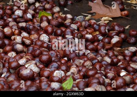 Hannover, Germania. 05 ottobre 2021. Una montagna di castagne e foglie si trova in un contenitore di raccolta. I bambini diligenti sono ancora una volta nella domanda come collettori. Dal 4 al 15 ottobre, diversi punti di raccolta ad Hannover accetteranno castagne e ghiande per l'alimentazione invernale della selvaggina nello zoo di Hannover. Credit: Demy Becker/dpa/Alamy Live News Foto Stock