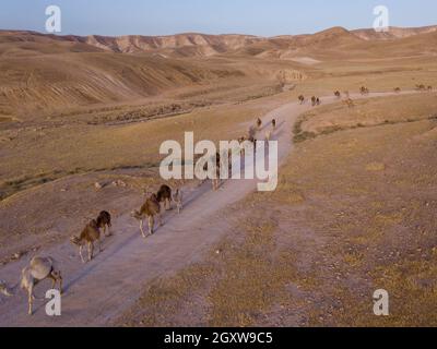 Caravan cammello che attraversa le dune di sabbia nel deserto. Foto Stock