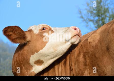 Primo piano di una mucca bianca e marrone macchiata girando la testa e guardando indietro Foto Stock