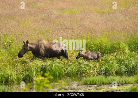 Moose, Alces, madre e vitello, Potter Marsh, Anchorage, Alaska, Stati Uniti Foto Stock