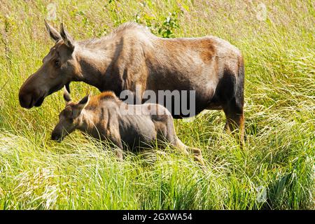 Moose, Alces, madre e vitello, Potter Marsh, Anchorage, Alaska, Stati Uniti Foto Stock