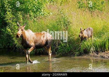 Moose, Alces, madre e vitello, Potter Marsh, Anchorage, Alaska, Stati Uniti Foto Stock