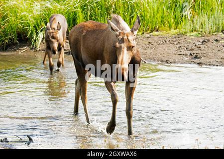 Moose, Alces, madre e vitello, Potter Marsh, Anchorage, Alaska, Stati Uniti Foto Stock