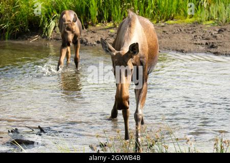 Moose, Alces, madre e vitello, Potter Marsh, Anchorage, Alaska, Stati Uniti Foto Stock