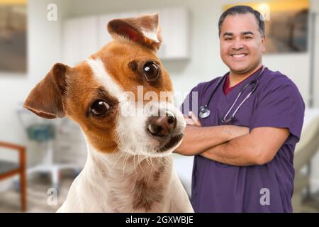 Ritratto di un adorabile Jack Russell Terrier in ufficio con maschio ispanico veterinario dietro. Foto Stock