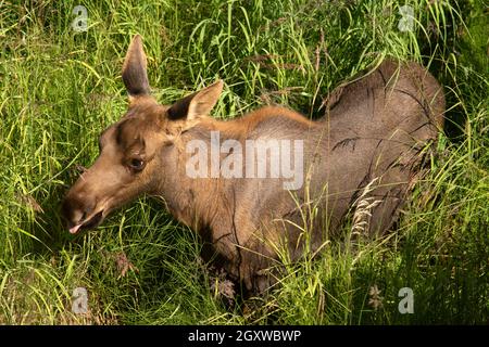 Moose, Alces, Potter Marsh, Anchorage, Alaska, USA Foto Stock