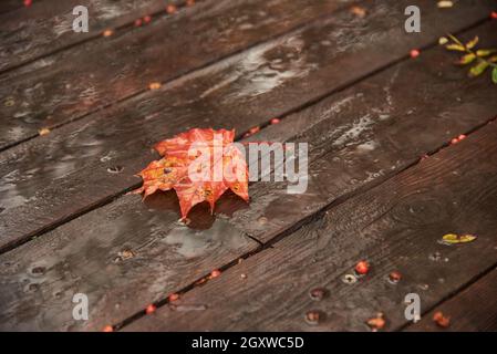 Concentrarsi su una parte di foglia di acero. Sfondo autunno. Una foglia luminosa giace su pannelli di legno umidi e scuri. Foto Stock