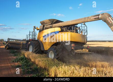 Raccolta del riso nella fattoria vicino Griffith nel nuovo Galles del Sud, Australia Foto Stock