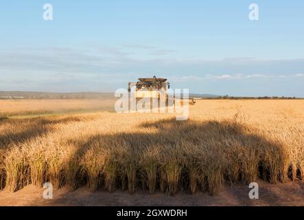 Raccolta del riso nella fattoria vicino Griffith nel nuovo Galles del Sud, Australia Foto Stock