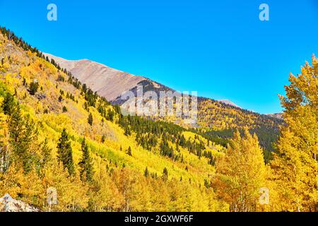 Colorate montagne gialle di alberi di aspen Foto Stock