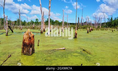 Palude completamente ricoperta di alghe verdi con tronchi di alberi morti Foto Stock