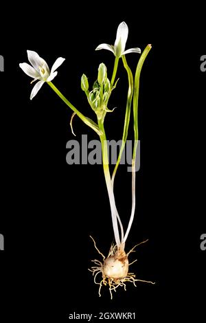 Pianta completa di stella del latte con bulbo, foglie e fiore isolato su nero Foto Stock