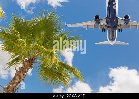 Vista inferiore del velivolo passeggeri battenti su alberi di palma tropicali. Foto Stock