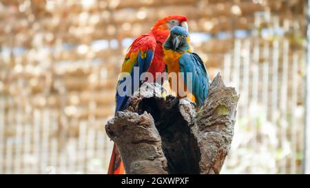 Due bellissimi pappagalli di macaw seduti sulla cima dell'albero nella gabbia dello zoo. Foto Stock