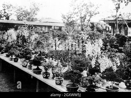 Bonsai alberi, Giappone, primi del 1900 Foto Stock