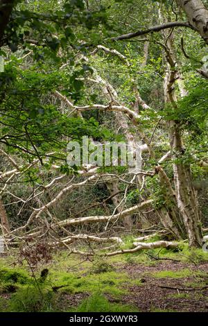 Downy Birch (Betula pubescens). Rami superiori e tronco di un albero morto caduto. Fase di transizione naturale successione di alberi, Calthorpe Broad NNR, Norfo Foto Stock