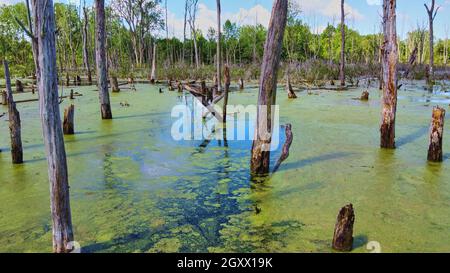 Primo piano di tronchi di alberi morti in palude con alghe verdi Foto Stock
