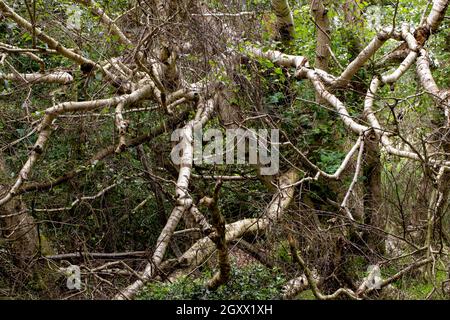 Downy Birch (Betula pubescens). Rami superiori e tronco di un albero morto caduto. Fase di transizione naturale successione di alberi, Calthorpe Broad NNR, Norfo Foto Stock