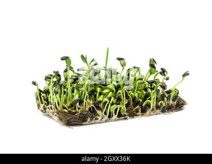 germogli di girasole verdi su sfondo bianco, utile microsverde, primo piano Foto Stock