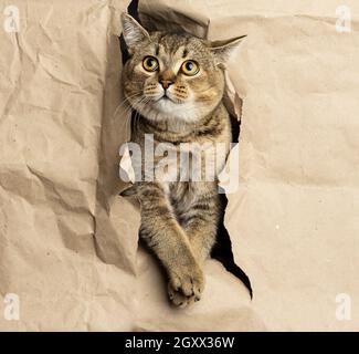 Adulto grigio britannico diritto-eared gatto sbucciando da un buco in carta marrone, muso divertente Foto Stock