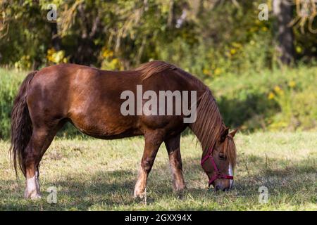 i cavalli marroni di uno sfondo di foresta autunno Foto Stock