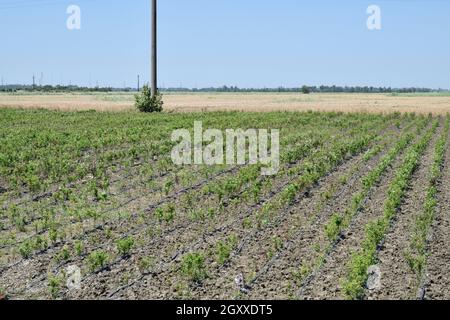 Campo con le piantine di alberi da frutto. Riproduzione di raccolti di frutta Foto Stock