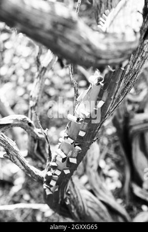 Spellatura di corteccia bianca e nera in ricci perfetti su un albero del deserto Foto Stock
