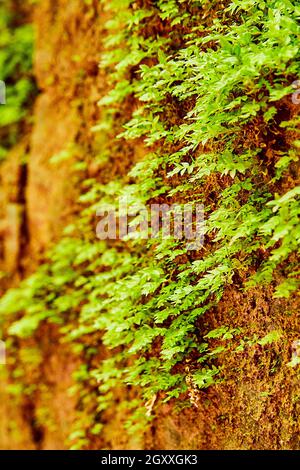 Macro dettaglio di piccole piante di muschio verde che crescono sulla superficie rocciosa Foto Stock