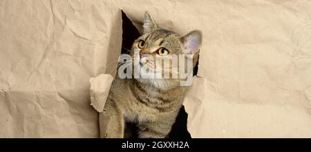 Adulto grigio britannico diritto-eared gatto sbucciando da un buco in carta marrone, muso divertente, striscione Foto Stock