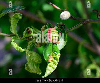 Foglie di pesca verde fungo marsupiale colpito da spore Taphrina deformans, malattia da riccio di pesca Foto Stock