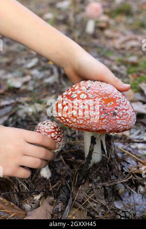 Le mani del bambino toccano il fungo rosso grande in una foresta. Foto Stock