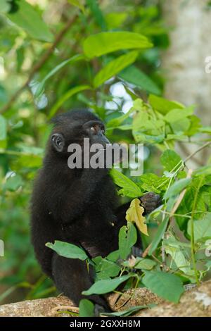Scimmia endemica Celebes macaco crestato (Macaca nigra) conosciuto come scimmia nera su albero nella foresta pluviale, Riserva Naturale di Tangkoko nel Nord Sulawesi, Indon Foto Stock