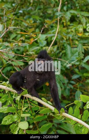 Scimmia endemica Celebes macaco crestato (Macaca nigra) conosciuto come scimmia nera su albero nella foresta pluviale, Riserva Naturale di Tangkoko nel Nord Sulawesi, Indon Foto Stock